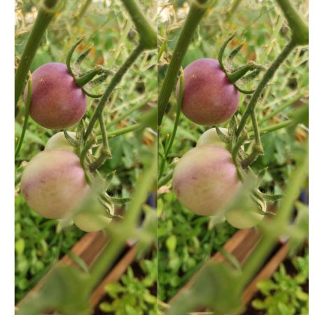 1-Tomate Cherry Blue 1-1