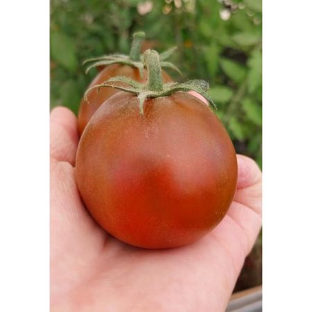 1 - Tomate Pera Chocolate1-2
