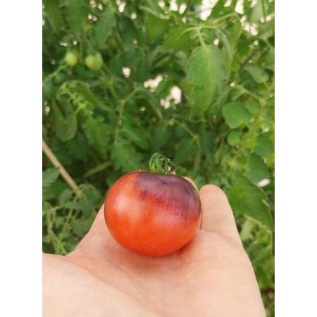 Tomate Amatista 1-4