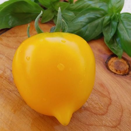 Tomate Anna Herman 1-1