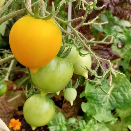 Tomate Anna Herman 1-2