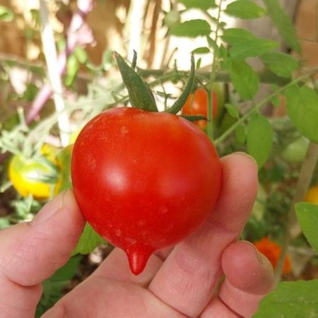 Tomate Anna Multiflora 1-1