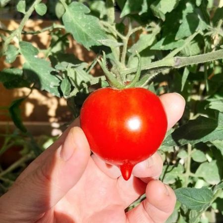 Tomate Anna Multiflora 1-2