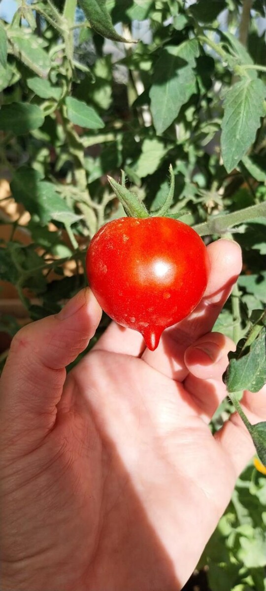Tomate Anna Multiflora 1-3