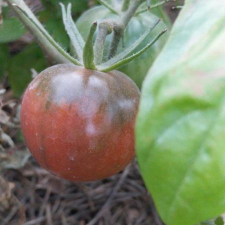 Tomate Cherry Chocolate -1-1