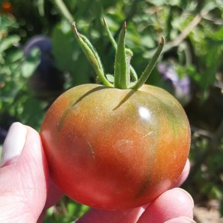 Tomate Cherry Chocolate -1-2