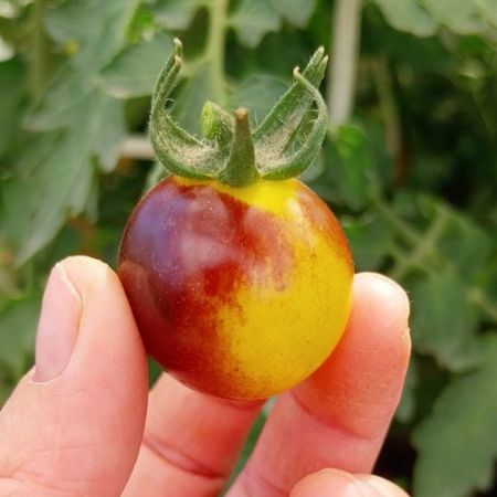 Tomate Cherry Indigo Sun-1-1
