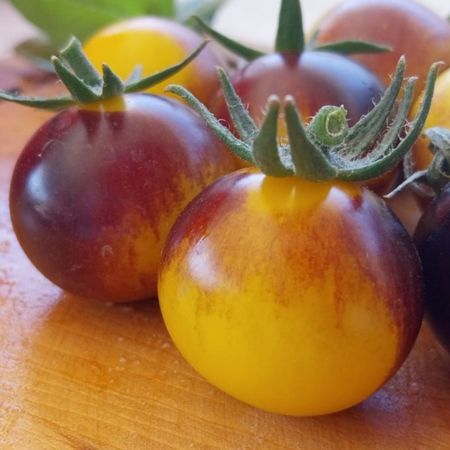 Tomate Cherry Indigo Sun-1-3