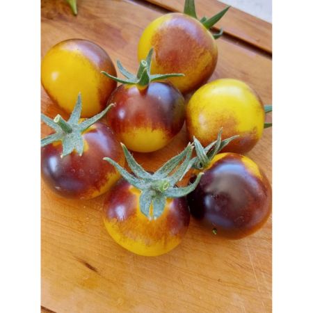 Tomate Cherry Indigo Sun-1-4