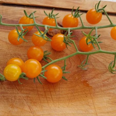 Tomate Tenca Naranja 1-1