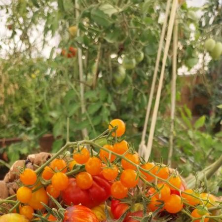 Tomate Tenca Naranja 1-2