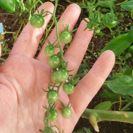 Tomate Tenca Naranja 1-3