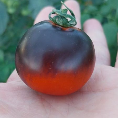 Tomate indigo Rose-1-1